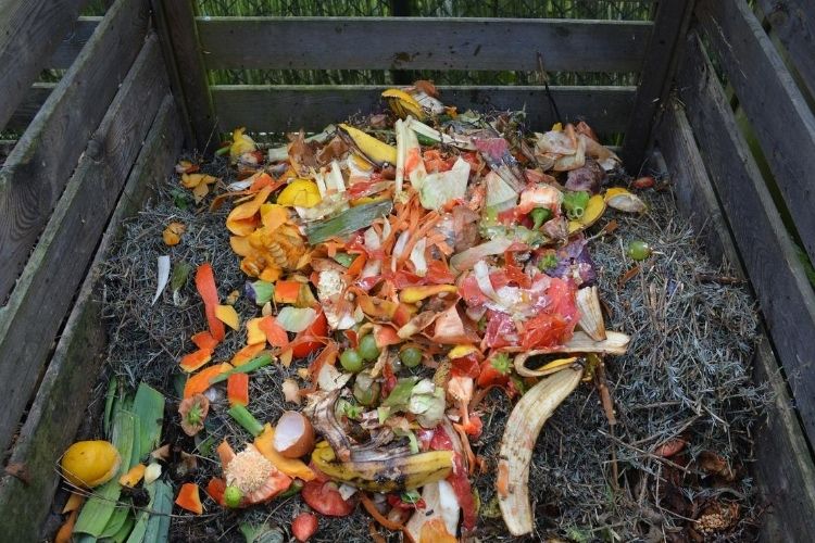 Composting for Beginners